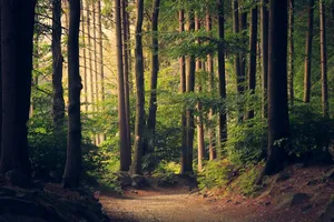 Why Breaks in Nature Make You More Productive